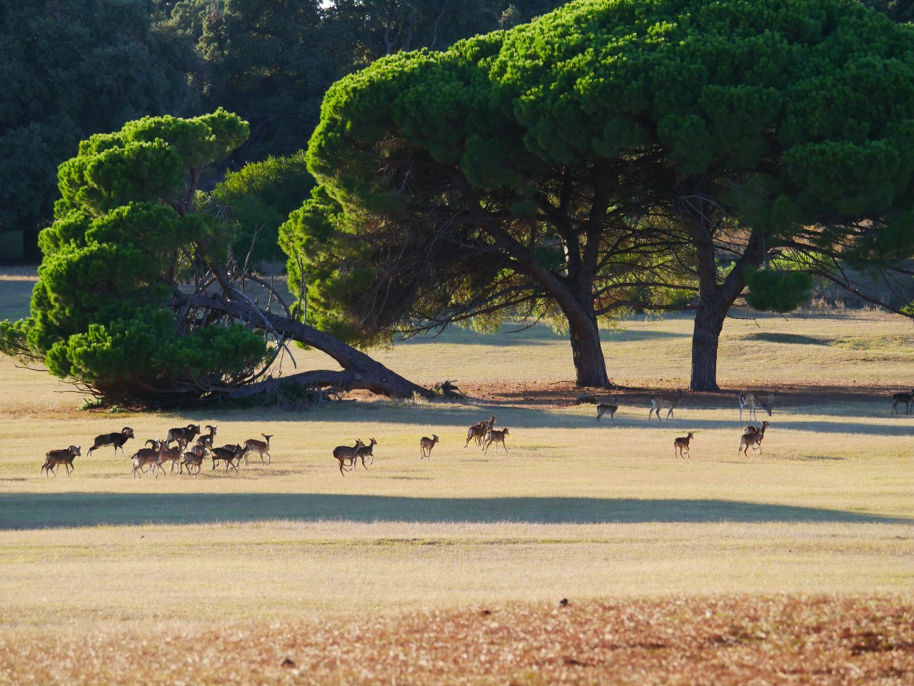 Den 5: Národní park Brijuni a safari na kolech
