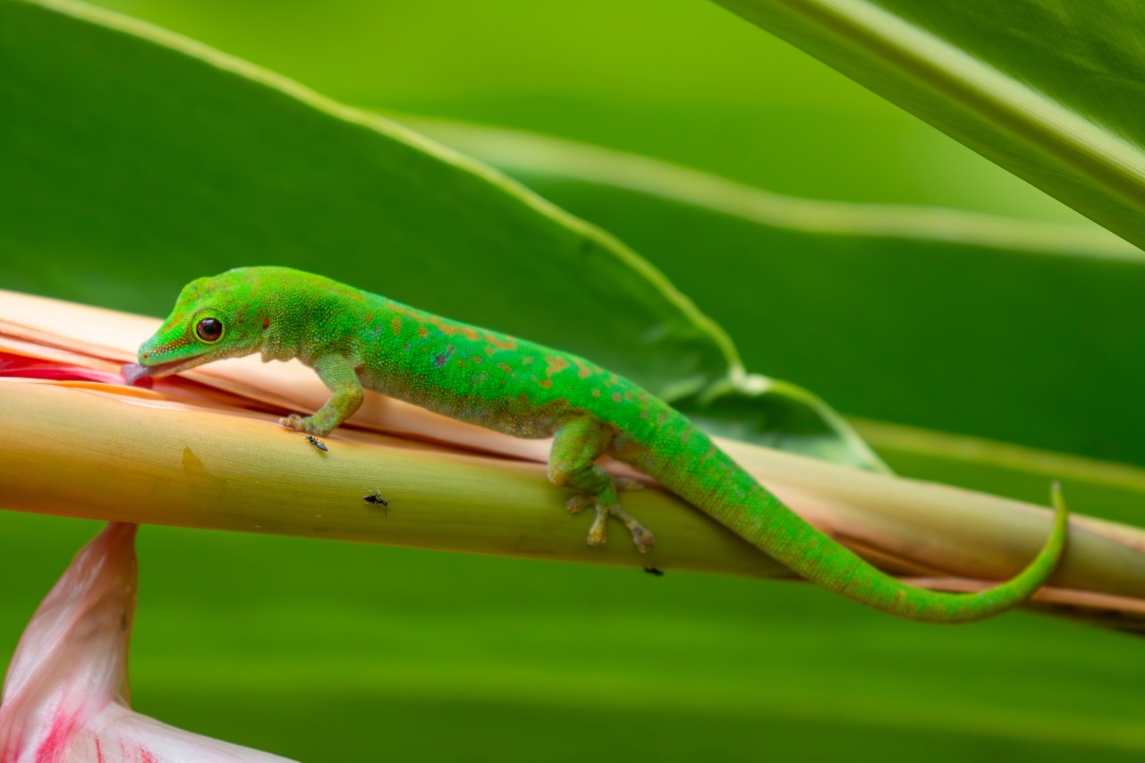 Day 5: Curieuse – Aride – Curieuse (15.00 NM)