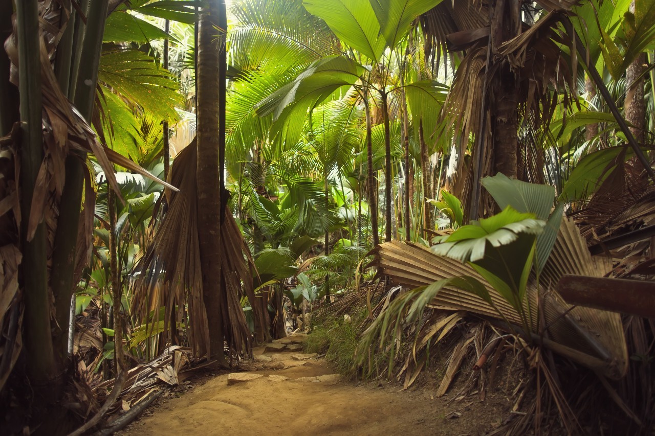 Day 7: Anse Lazio – Anse Volbert – Baie Ste Anne (10.00 NM)